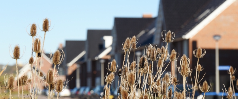 natuur in de Schuytgraaf