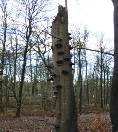 Boom met zwammen - Bos