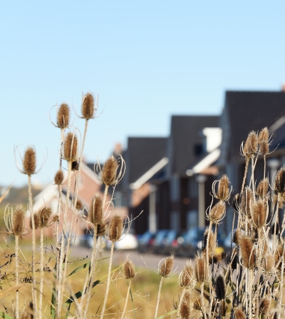 natuur in de Schuytgraaf